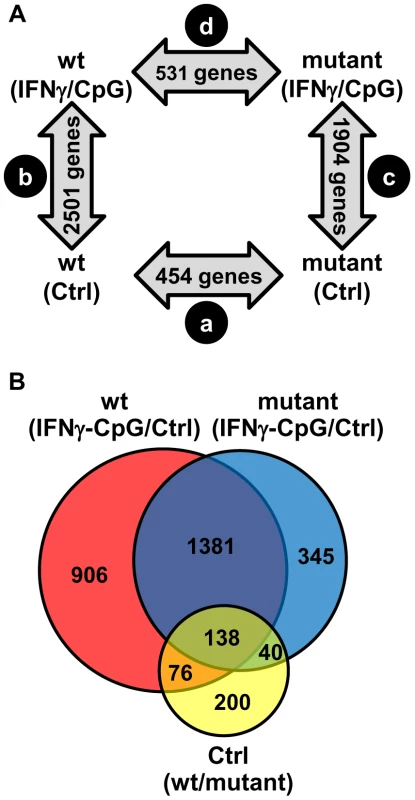 Pairwise analysis of transcriptional responses of wt and IRF8 mutant BMDMs at basal level and following exposure to IFNγ/CpG.