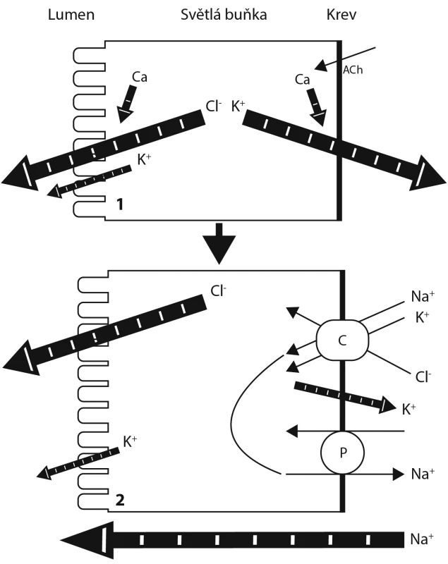Mechanismus sekrece primárního ekrinního potu 