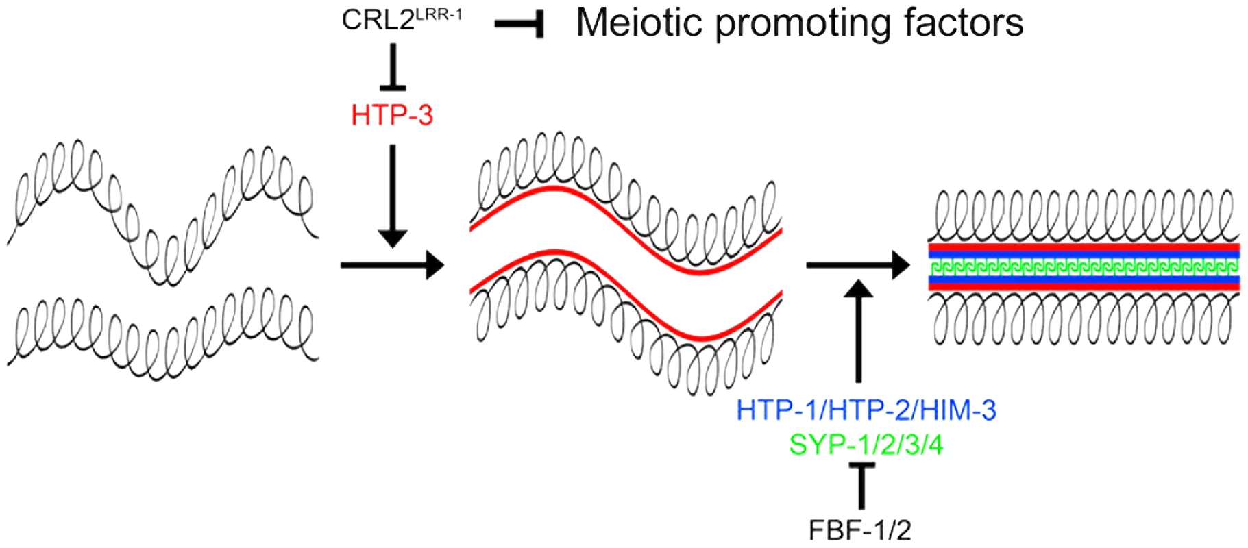 CRL2<sup>LRR-1</sup> regulates entry into meiosis.