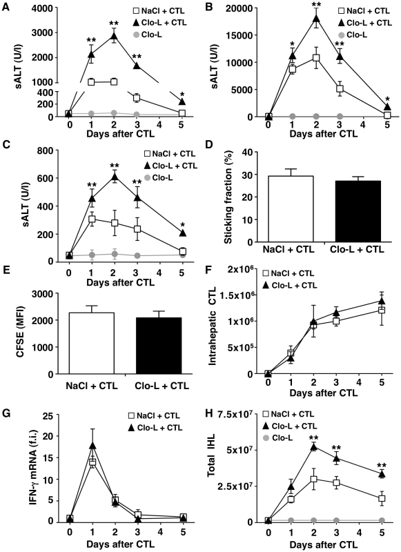 KCs limit liver immunopathology in HBV replication-competent transgenic mice, without affecting the number or function of virus-specific effector CD8 T cells (CTL).