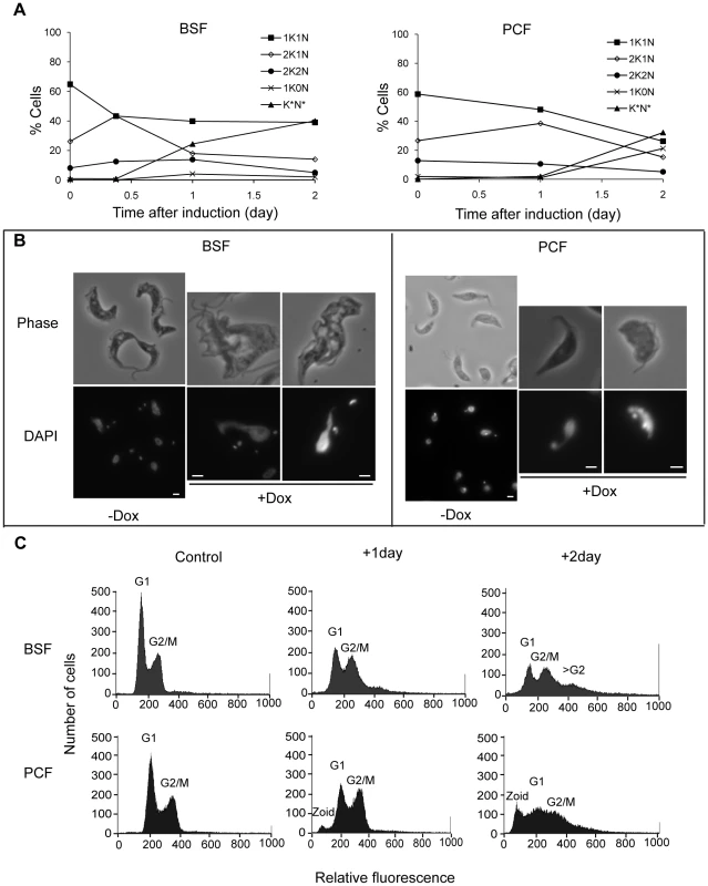 Depletion of TbKif13-1 results in abnormal nucleus and kinetoplast numbers.