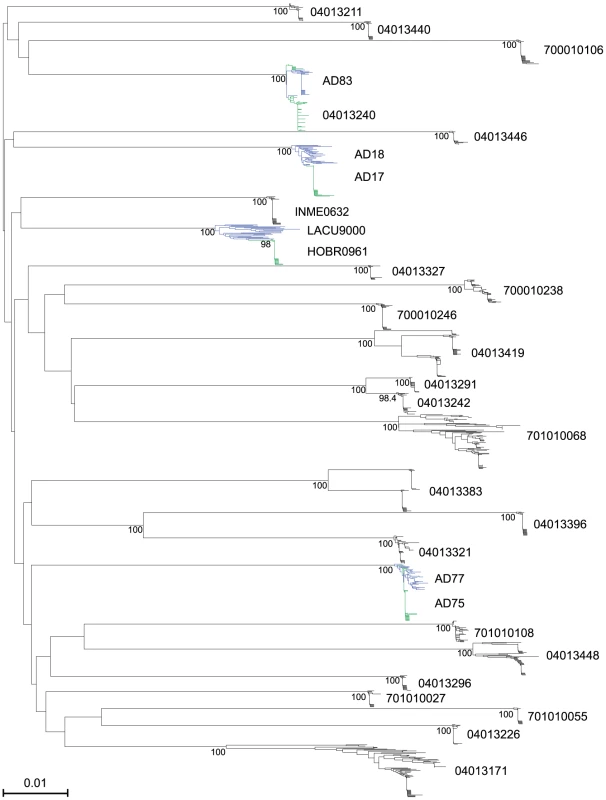 Neighbor-joining (NJ) tree of full-length HIV-1 gp160 env sequences from 28 acutely infected subjects and 2 chronically infected sexual partners.