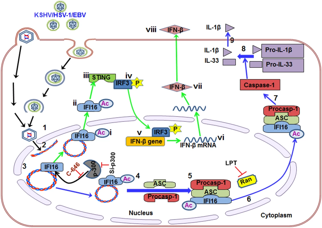 Schematic model depicting herpesvirus infection induced IFI16 acetylation and its role in inflammasome and IFN-β production.