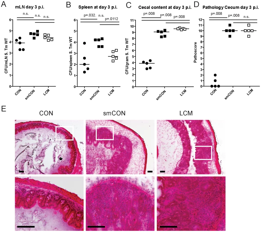 LCM mice susceptible to <i>S</i>. Typhimurium induced colitis.