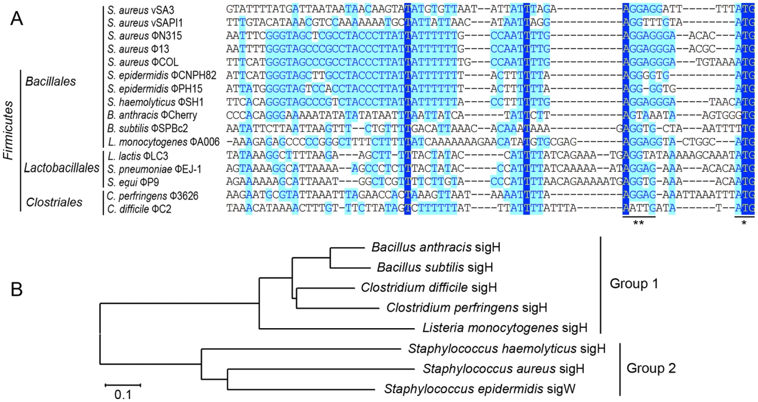Sequence analysis of <i>int</i> promoters in several firmicutes harboring phages and a phylogenetic tree of sigH proteins in firmicutes.