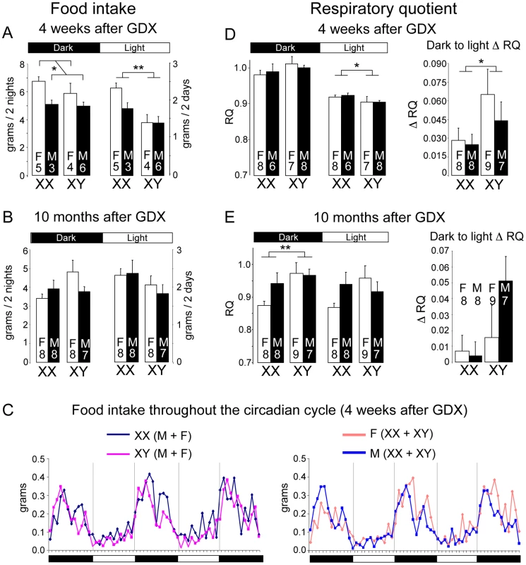 Altered food intake and RQ in XX versus XY mice.