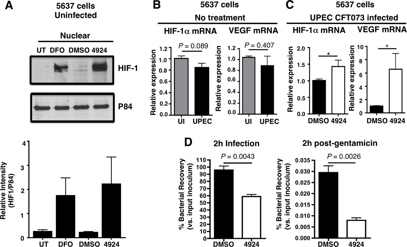 AKB-4924 stabilizes HIF-1α protein and reduces UPEC-mediated infection of cultured human uroepithelial cells.