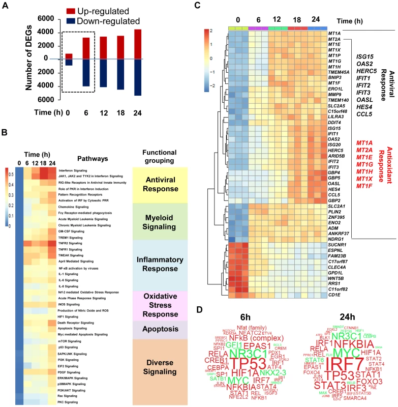 Transcriptome analysis of the host response to DENV2 infection in Mo-DC.