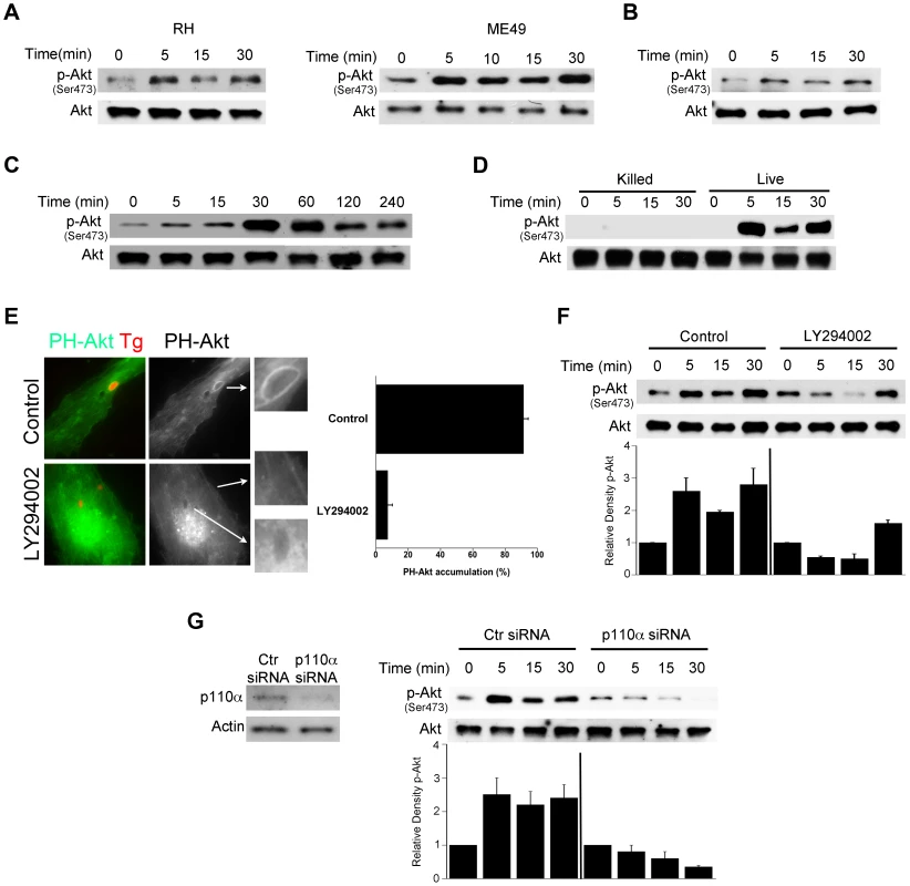 <i>T. gondii</i> induces Akt activation via PI3K signaling in non-hematopoietic cells.