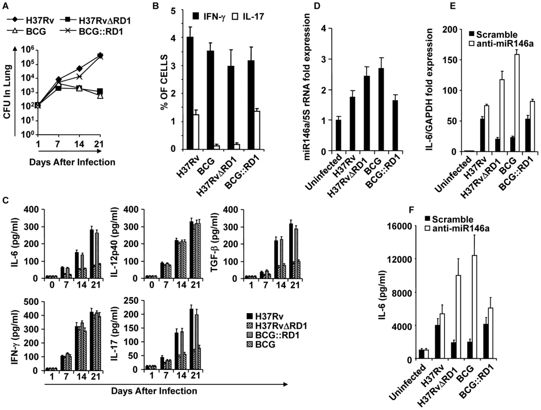 Infection with H37Rv or BCG::RD1 induces both Th1 and Th17 immunity, whereas BCG and H37RvΔRD1 selectively induce Th1 cell responses in the lung.