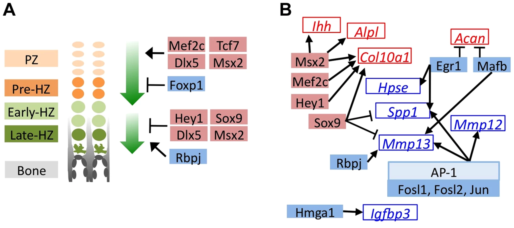 MEK1/2 inhibition or SHP2 depletion alters the expression of transcription factors with known roles in chondrocyte maturation.