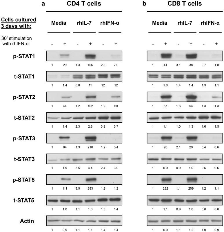 <i>In vitro</i> culture with IL-7 increases IFN-α-induced activation of STAT1, STAT2 and STAT3 in CD4 but not CD8 T cells.
