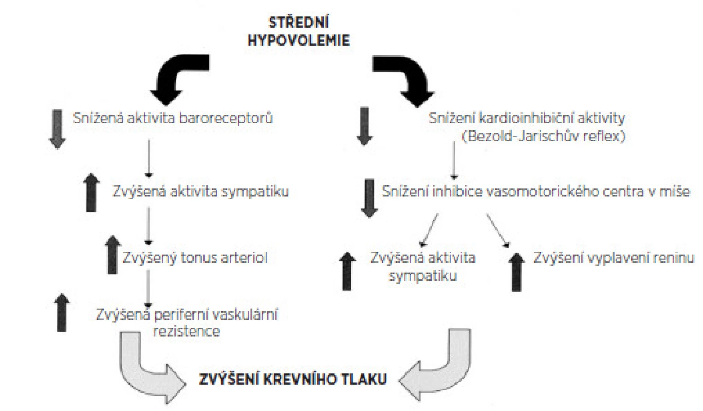 Střední hypovolémie a reakce kardiovaskulárního systému