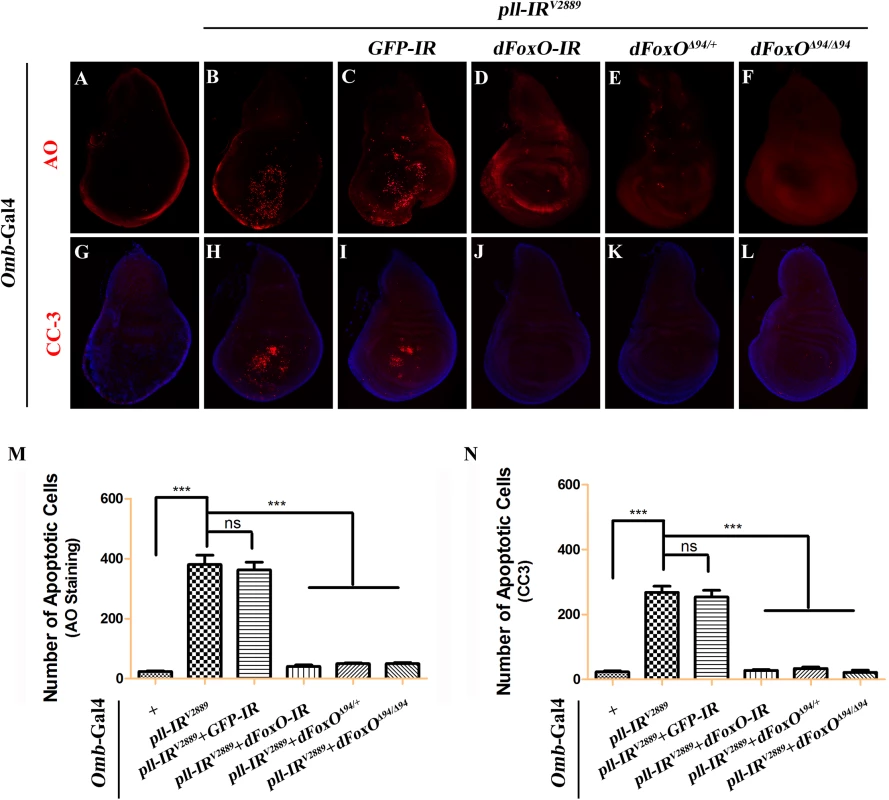 Loss-of-<i>pll</i> induces dFoxO-dependent cell death.