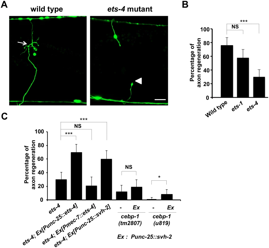 ETS-4 is required for efficient axon regeneration in <i>C</i>. <i>elegans</i>.