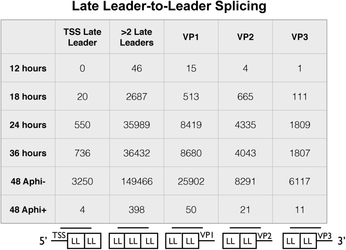 Alignment of reads from late leader repeats.