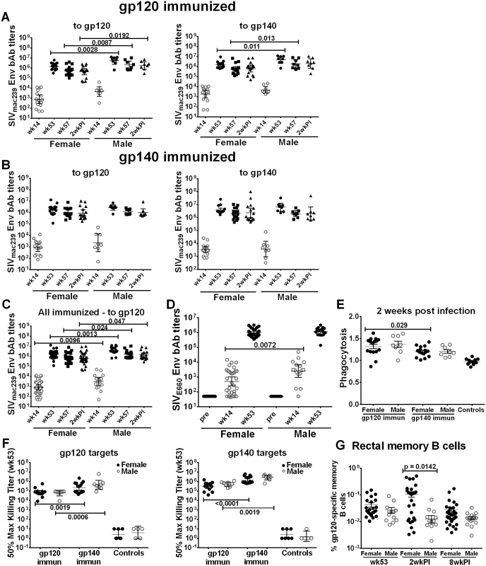 Comparison of immune responses between female and male macaques.
