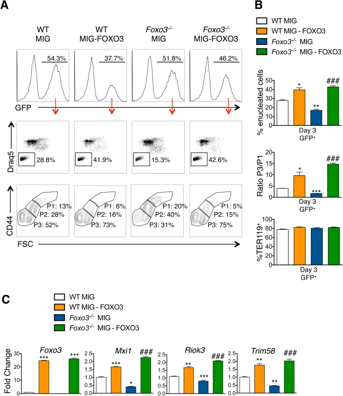 Ectopic expression of FOXO3 rescues terminal maturation and enucleation in <i>Foxo3</i><sup><i>-/-</i></sup> erythroblasts.