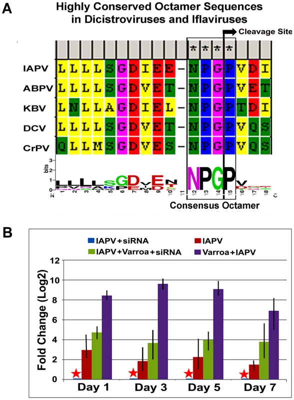 IAPV-encoded putative suppressor of RNAi.