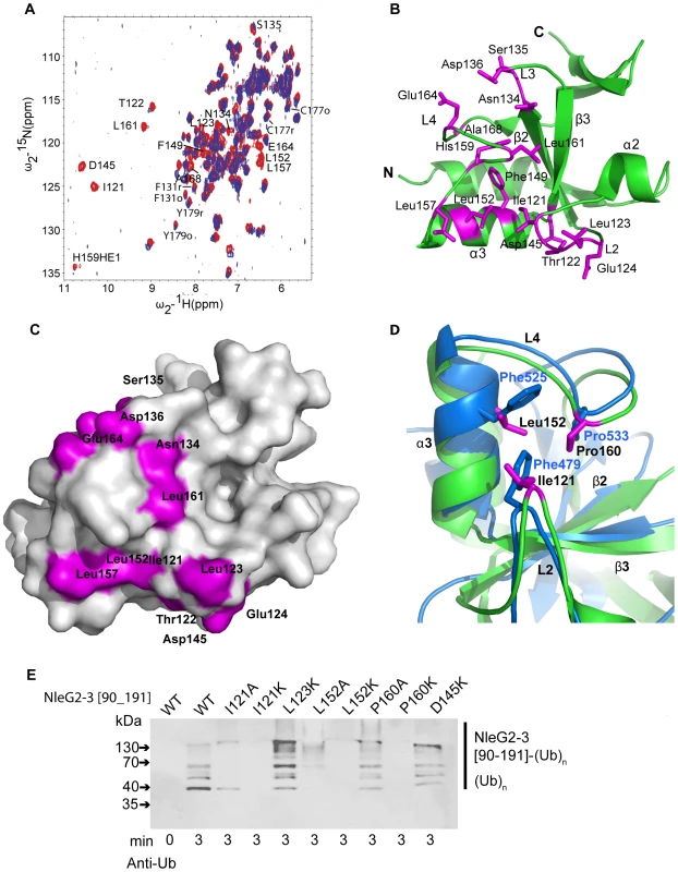 Detailed analysis of NleG interactions with UBE2D2.