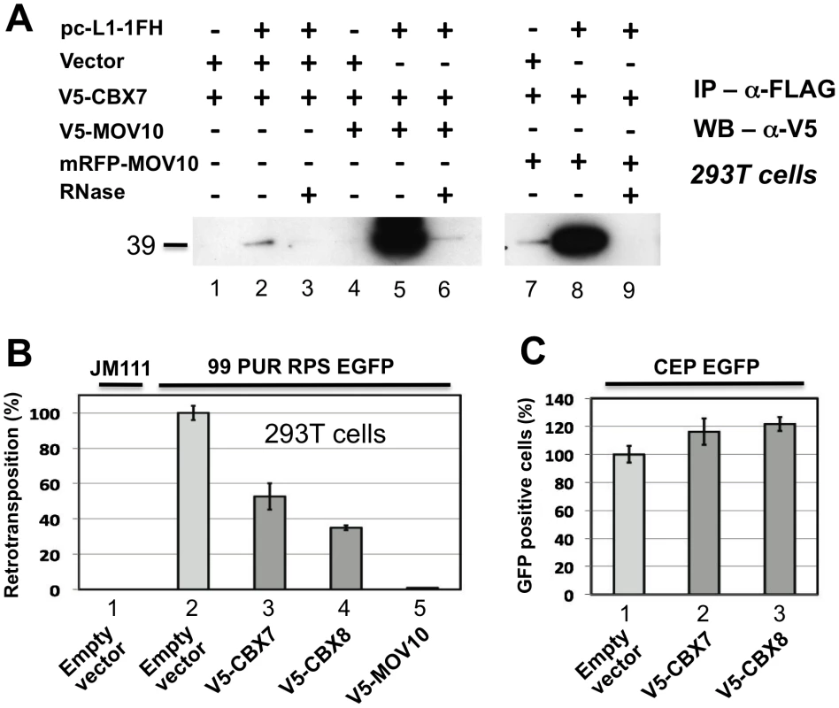 Polycomb group (PcG) multiprotein PRC1-like complex component Chromobox homolog 7 (CBX7) associates with the L1-RNP and inhibits retrotransposition.