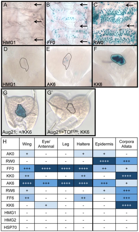 Tissue-specific activity of HMG-Helper pair reporters.