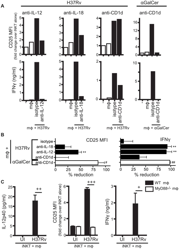 Production of IL-12 and IL-18 by Mtb-infected mϕ induce traditional markers of iNKT cell activation.