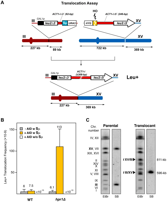 Intron-based assay for chromosomal translocations in yeast.