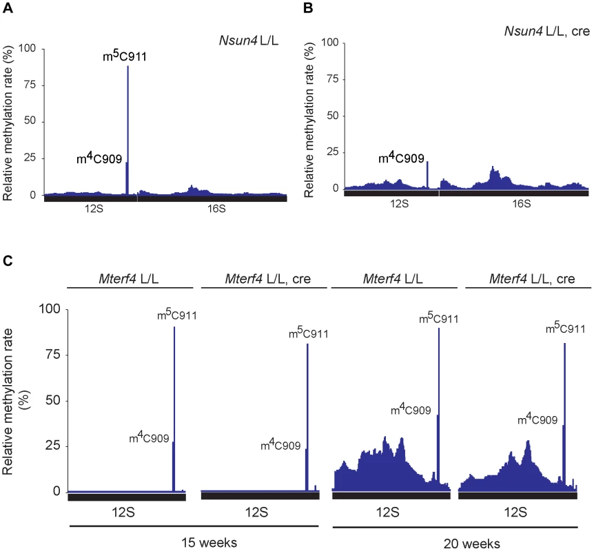 Analysis of rRNA methylation in control, <i>Nsun4</i> and <i>Mterf4</i> heart tissue specific knockout.