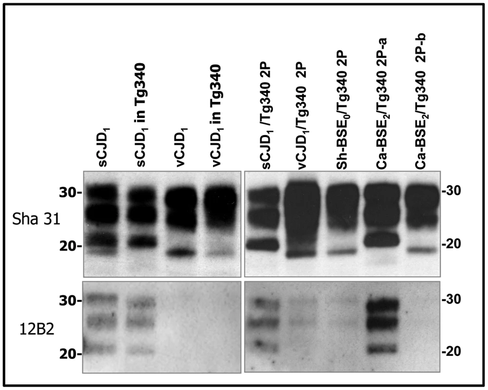 Western blots analysis of PrP<sup>res</sup> in the brains of tg340 mice infected with human, bovine and ovine isolates.