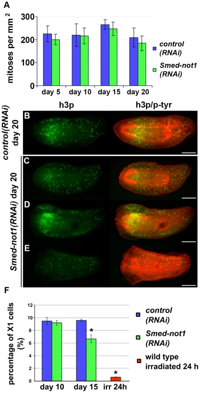 <i>Smed-not1(RNAi)</i> animals maintain mitotic neoblasts.