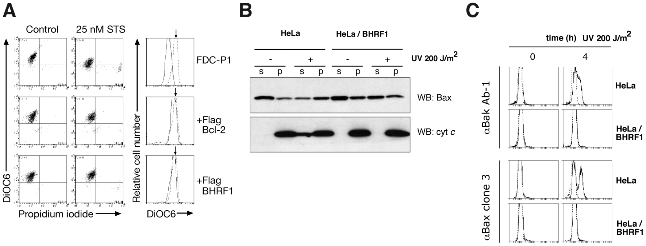 BHRF1 inhibits loss of mitochondrial transmembrane potential and Bax/Bak activation.