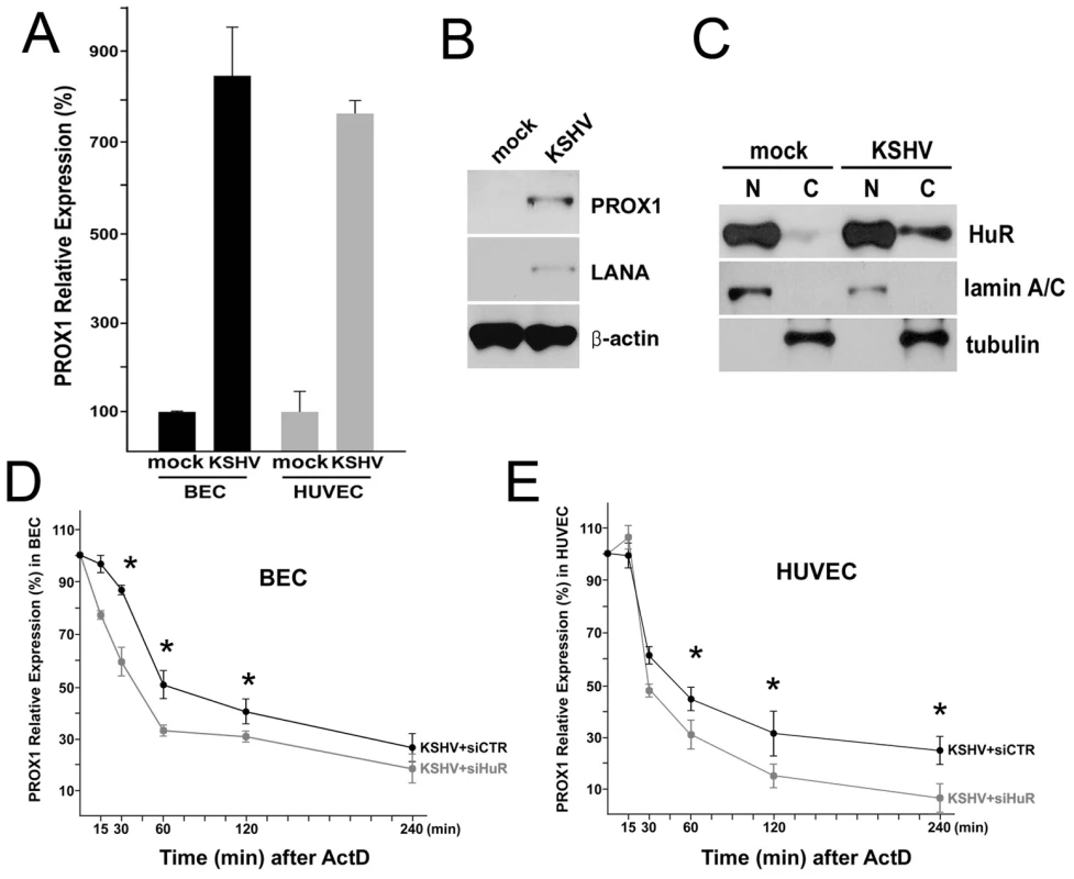 KSHV upregulates PROX1 by promoting its mRNA stability by HuR protein in primary BECs and HUVECs.