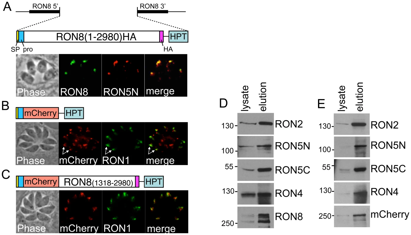 Selective complementation of <i>Δron8</i> parasites reveals regions of RON8 necessary for RON8 targeting, complex formation, and function.
