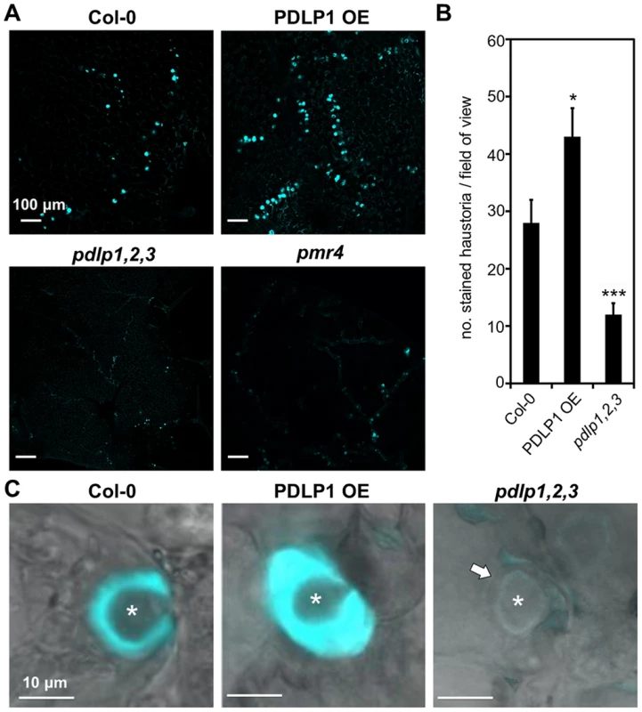 PDLP1 is required for callose deposition in haustorial encasement.