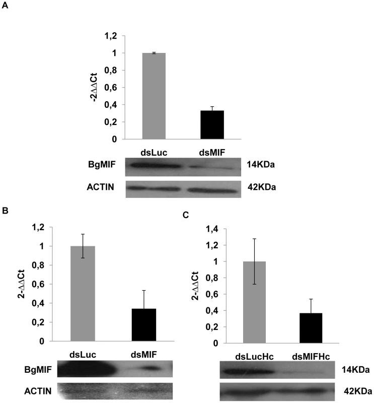 RNAi efficacy in Bge cells, whole snails and hemocytes.