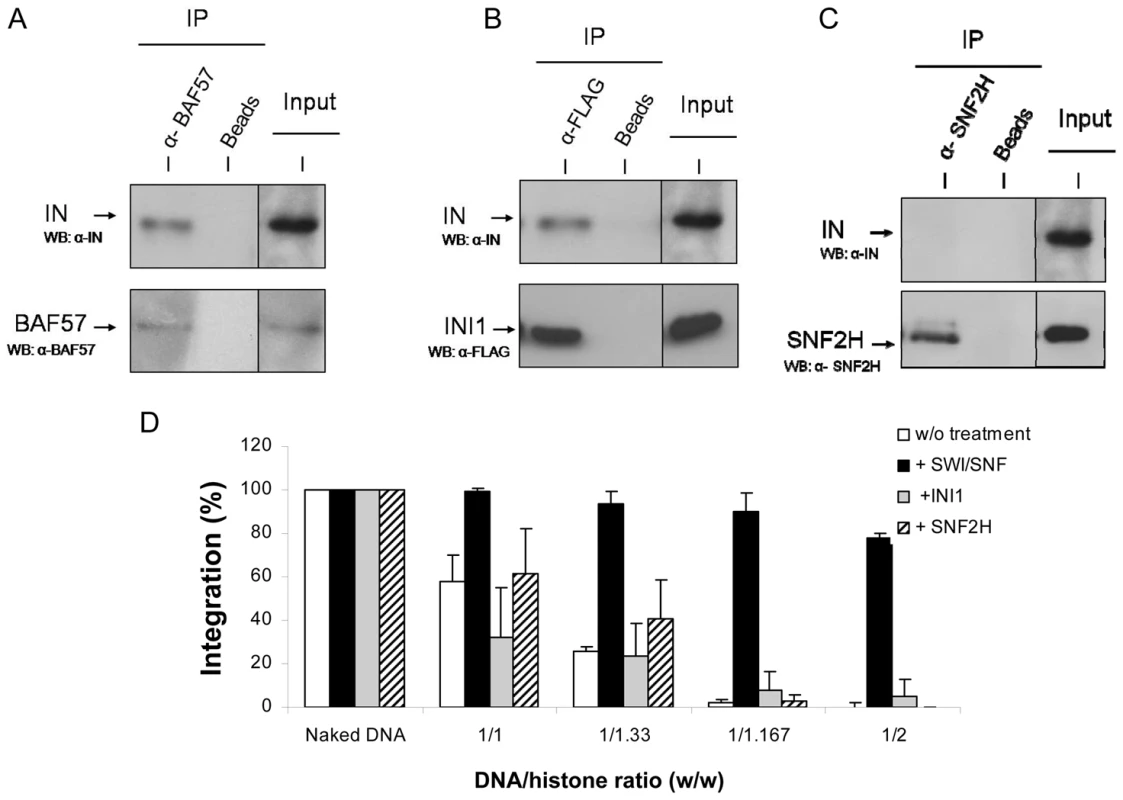 Physical and functional <i>in vitro</i> interaction between HIV-1 IN and human SWI/SNF complex, INI1 protein or SNF2h.