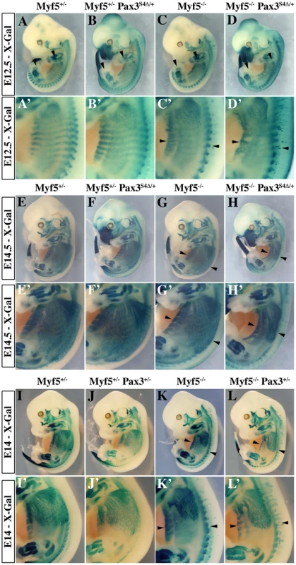 Impaired myogenesis in the presence of <i>Six4Δ</i>, in the absence of Myf5.