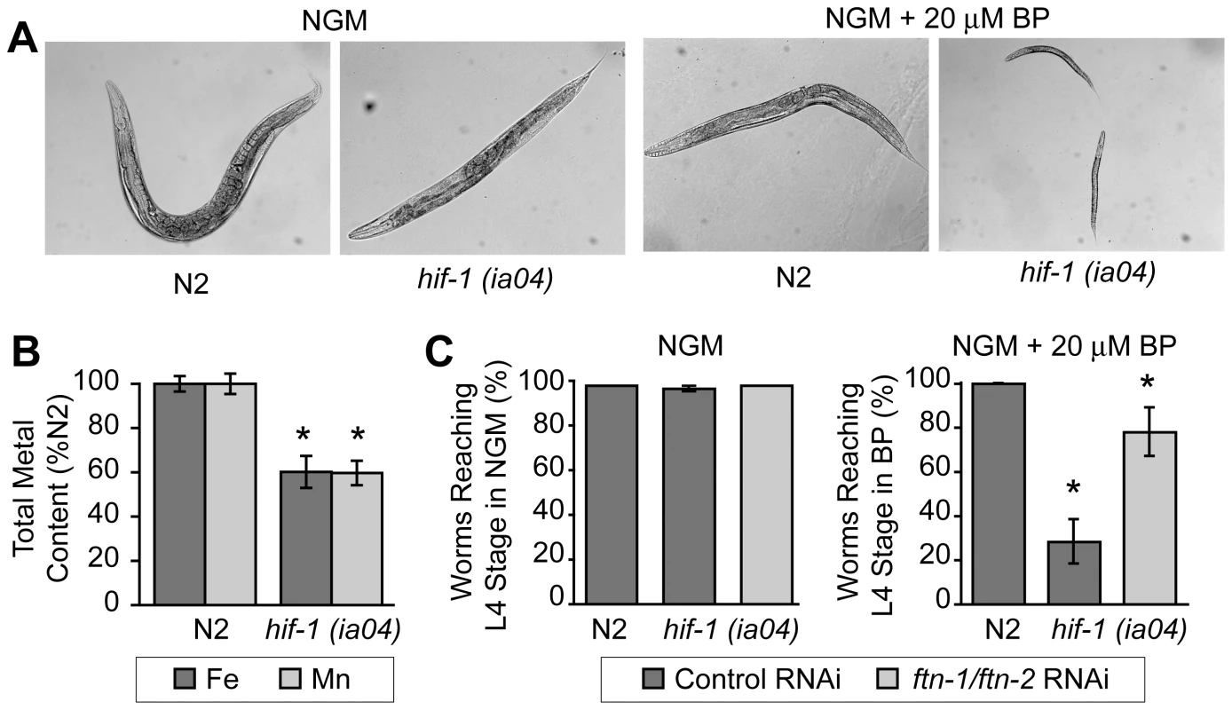 Delayed growth of <i>hif-1(ia04)</i> mutant animals during iron deficiency is rescued by <i>ftn-1</i> and <i>ftn-2</i> RNAi.