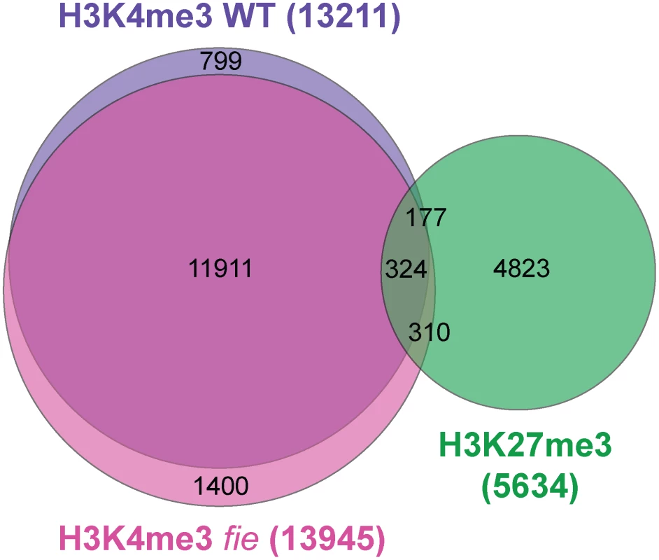 The set of H3K4 trimethylated genes changes only marginally between wild type and <i>fie</i> and is under-represented among H3K27me3 targets.