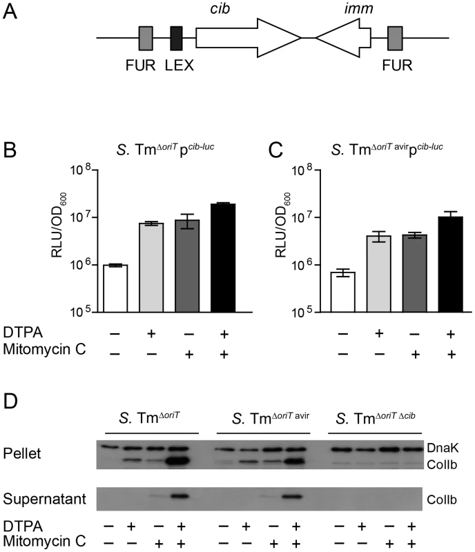 Expression of <i>S.</i> Tm ColIb is induced by iron limitation and the SOS response.