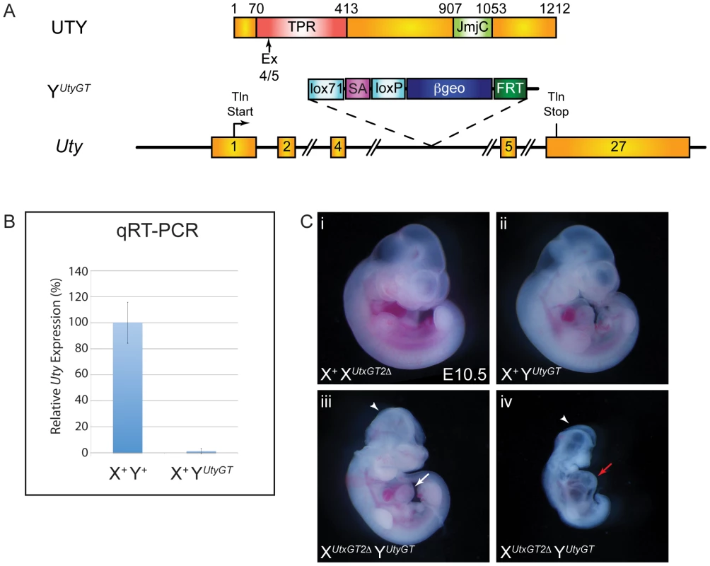 UTX and UTY have essential, redundant functions in embryonic development.