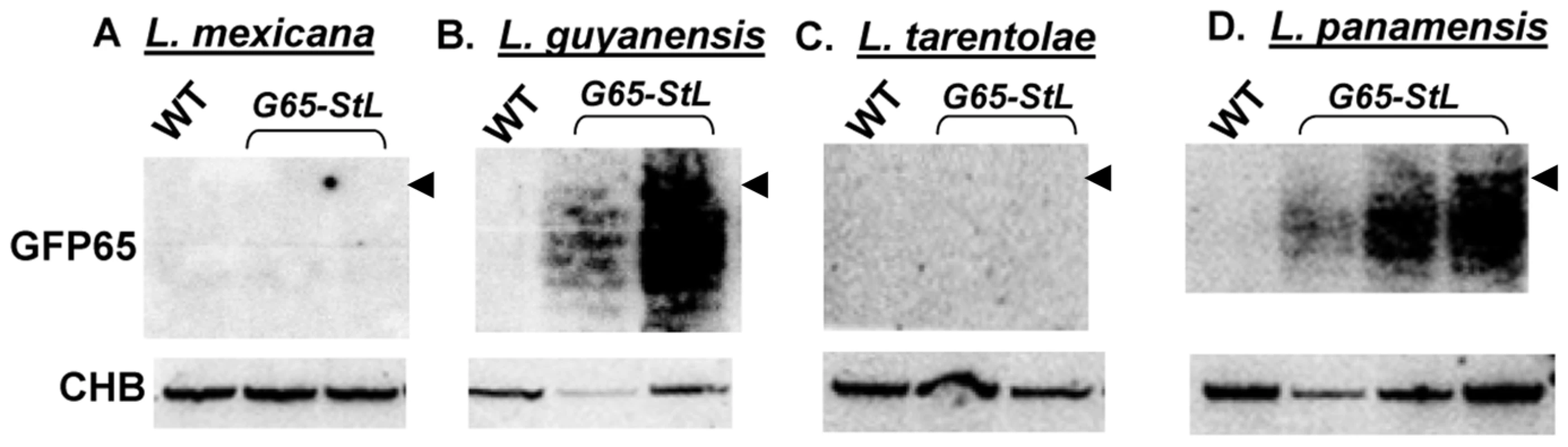 GFP siRNAs in <i>Leishmania</i> species.