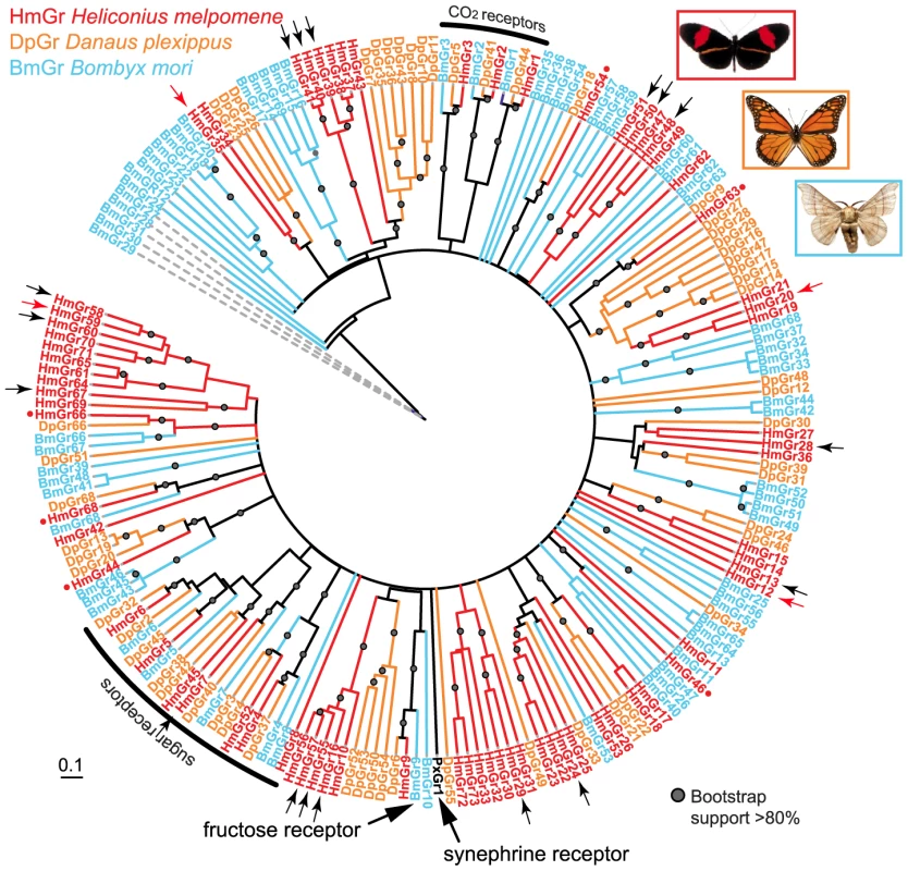 Phylogeny of the Grs identified in three lepidopteran genomes.