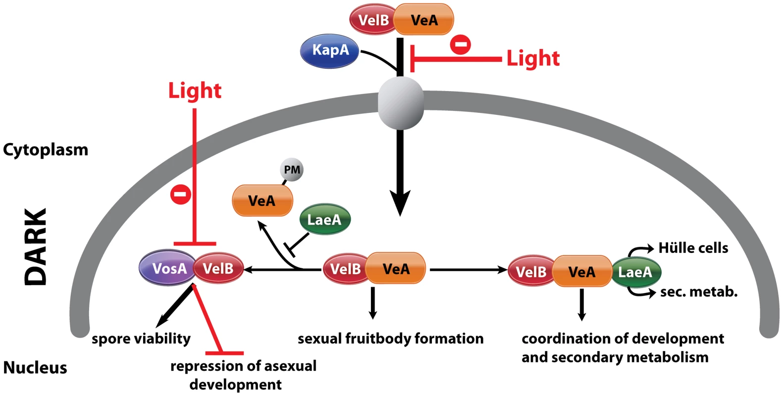 Complexes of velvet family regulatory proteins and LaeA during <i>A. nidulans</i> development.