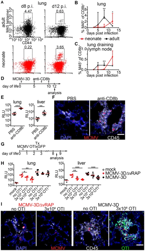 Delayed expansion of MCMV-specific T cells contributes to susceptibility of neonates.