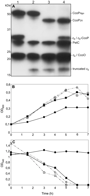 Ectopic expression of a <i>c</i><sub>5</sub>-CcoP hybrid protein complements a defect in nitrite-dependent, microaerobic growth in <i>N. gonorrhoeae</i>.