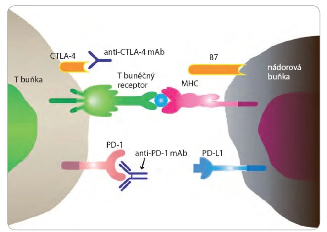 Kontrolní body imunitní reakce CTLA-4 a PD-1.
