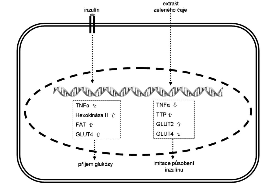 Změna exprese vybraných genů ve svalových myocytech a jejich (pato)fyziologický efekt
Šipka  značí zvýšenou expresi, šipka  sníženou expresi a šipka  mírně sníženou expresi.
FAT – transportér mastných kyselin, 
GLUT – glukózový transportér z rodiny SLC2A, 
TNF-α – tumor necrosis factor α,
TTP – tristetraprolin