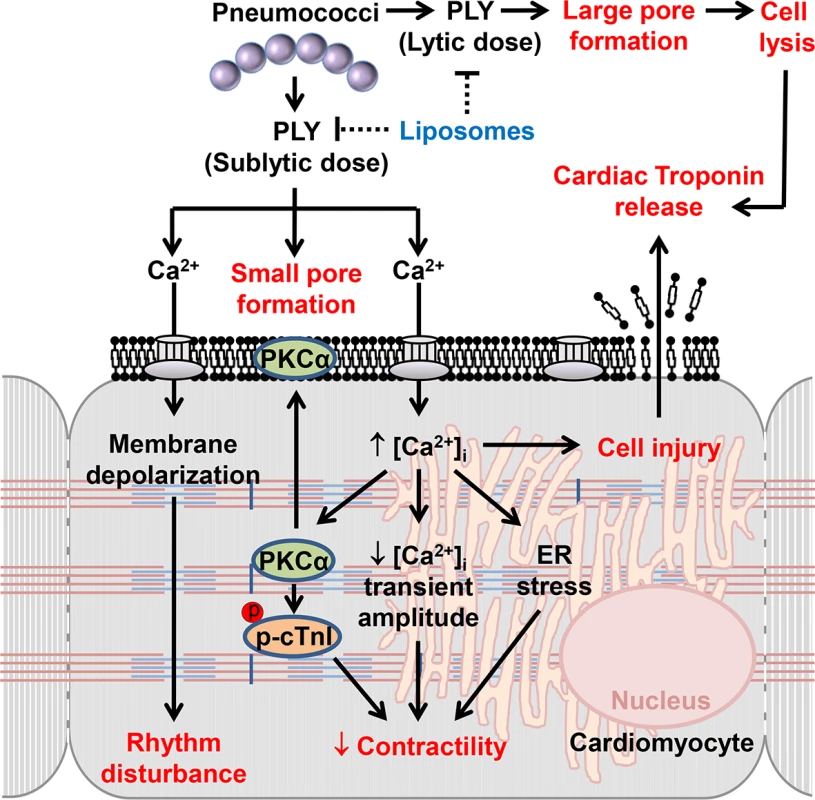 The mechanisms and effects of PLY on cardiomyocytes.